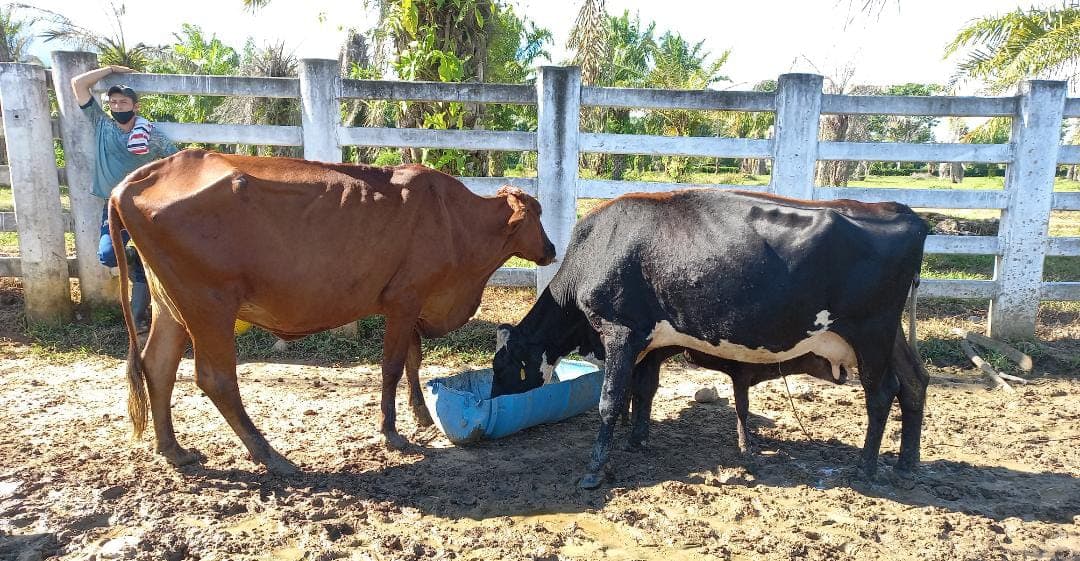 5 vacas lecheras — 1