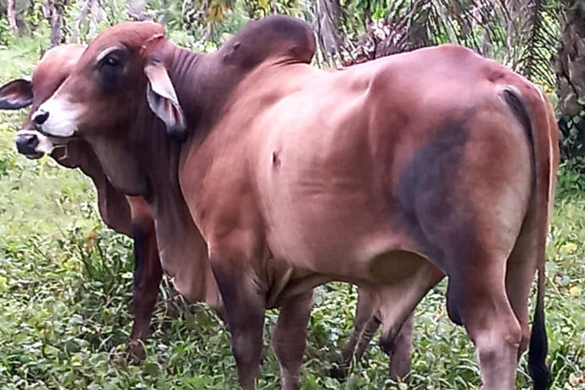 TORO BRAHMAN REPRODUCTOR — 1