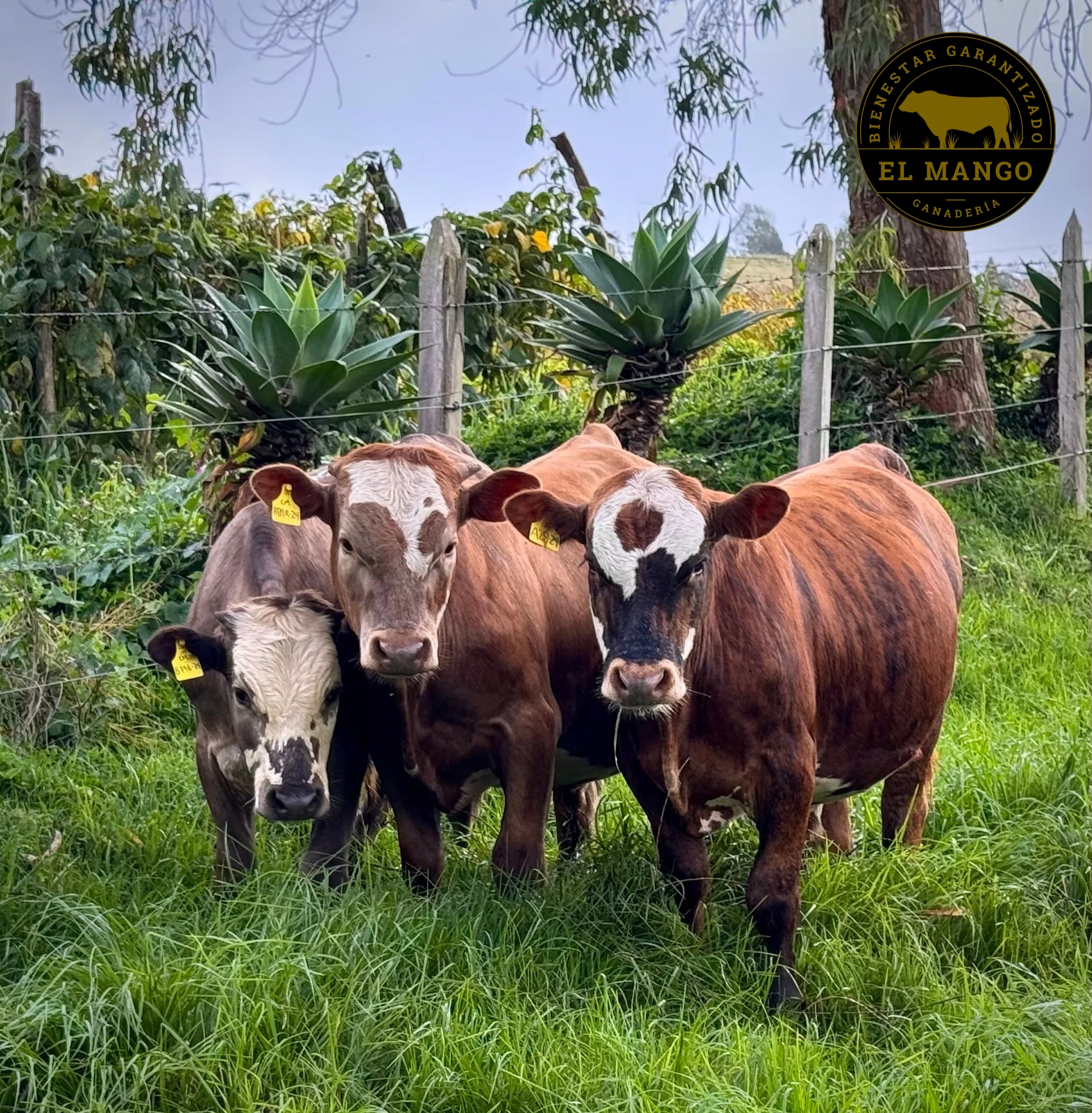✨ En venta – 3 taurinos de excelente calidad ✨ — 1
