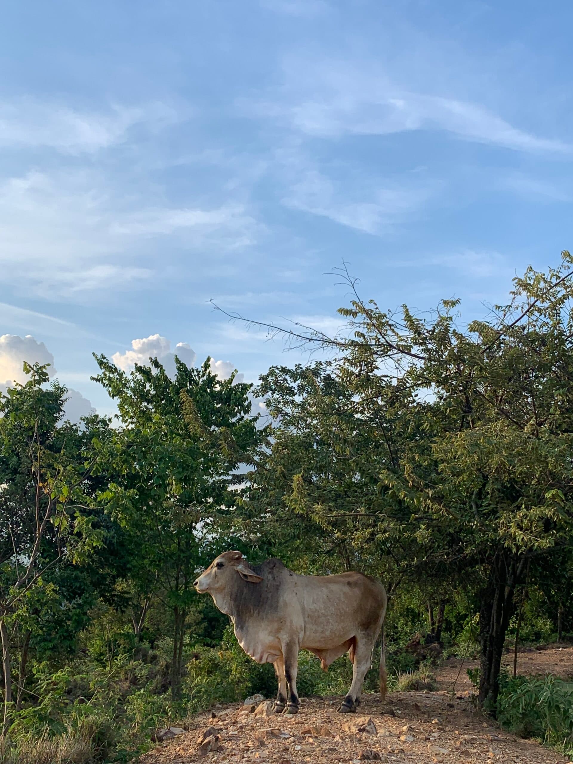 A la venta toro raza Gyr, un año y nueve meses de edad, sin ninguna complicación de salud — 1
