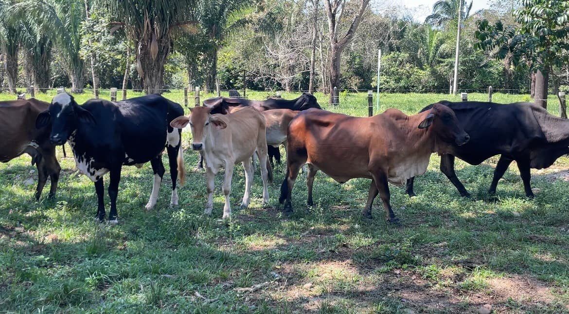Lote de Pardas Preñadas — 1