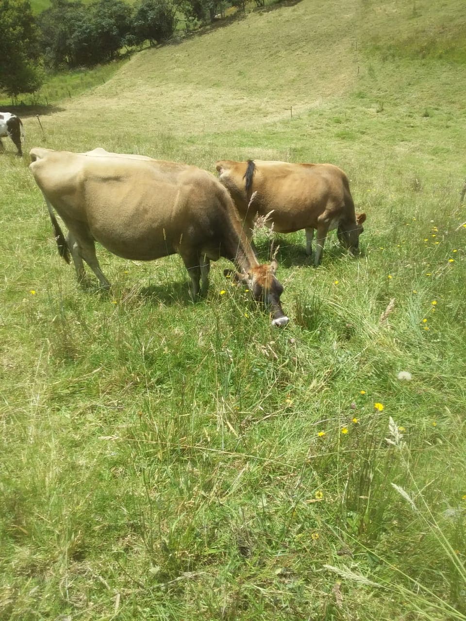 Vacas Jersy 2parto