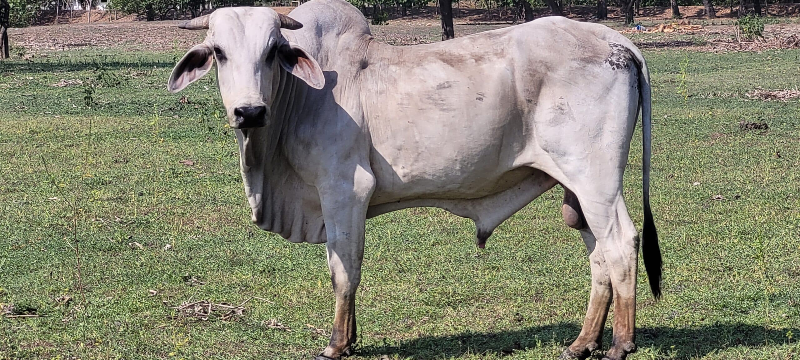 Toro cebu de 3 años 450kg — 1