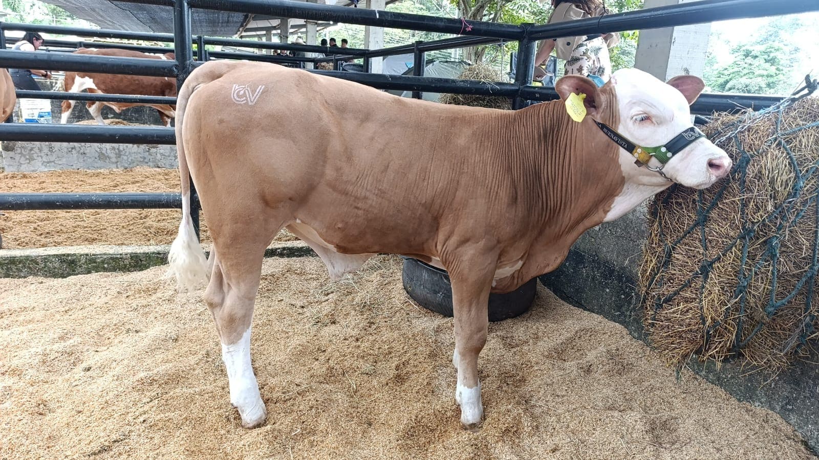 Macho simmental. — 1