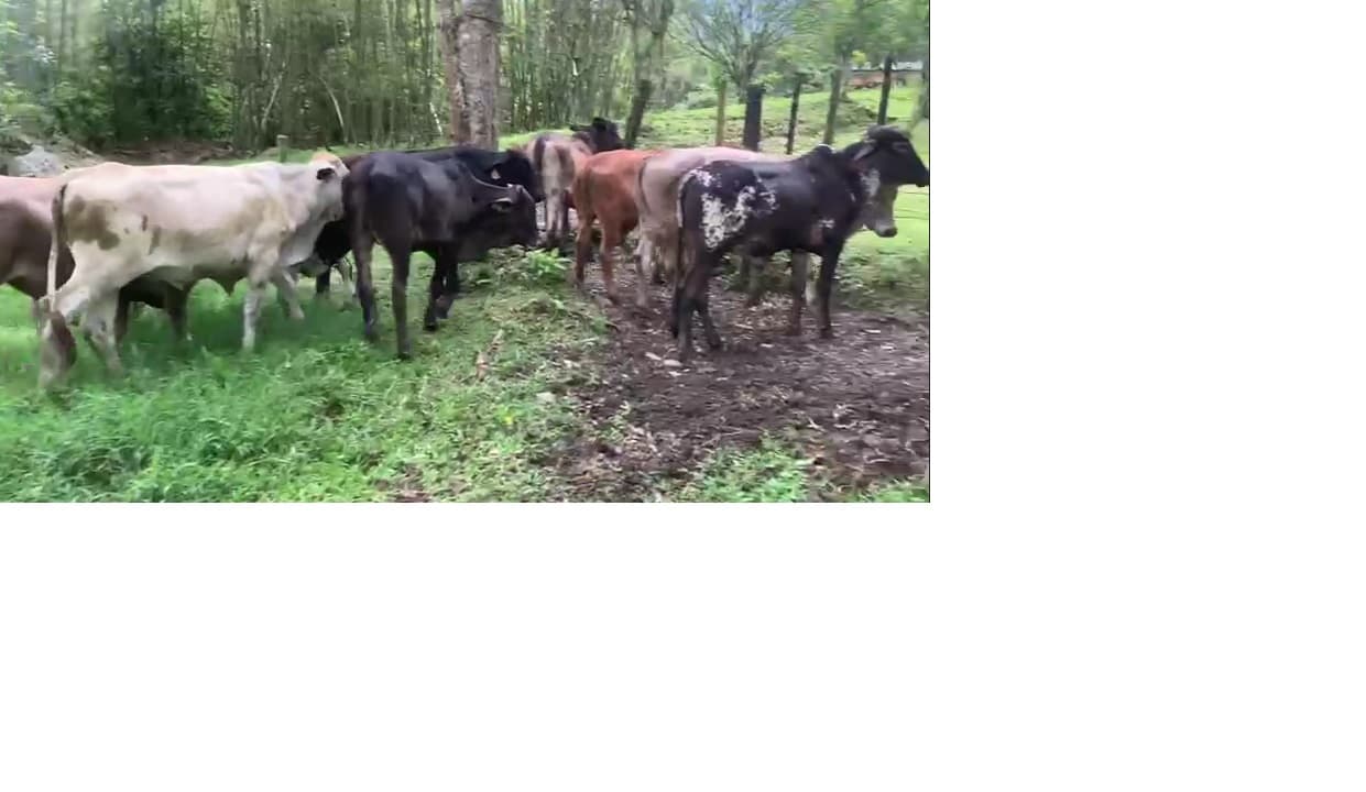 Vendo Lote de 9 Novillos — 1