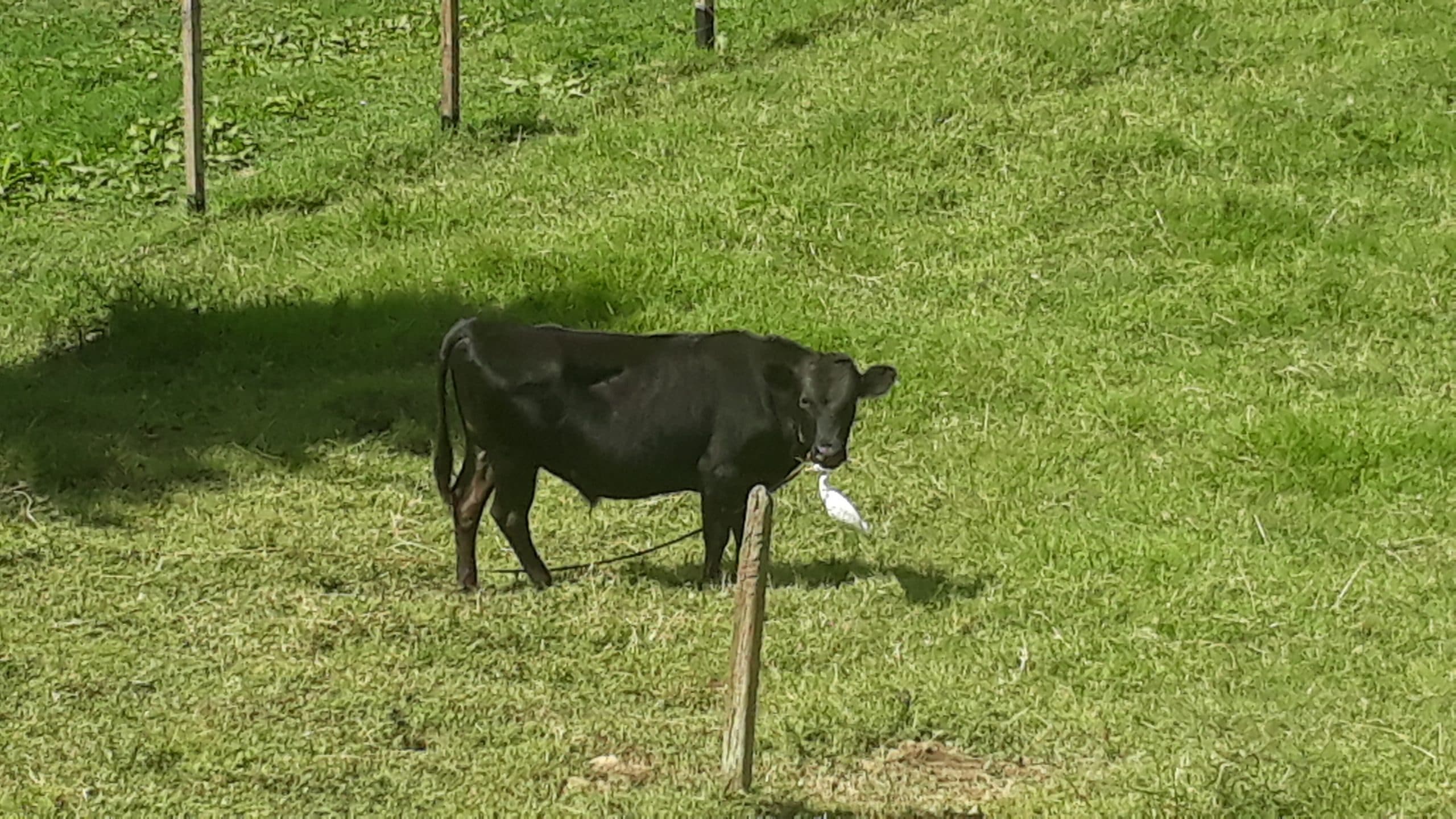 Ternero jerhol