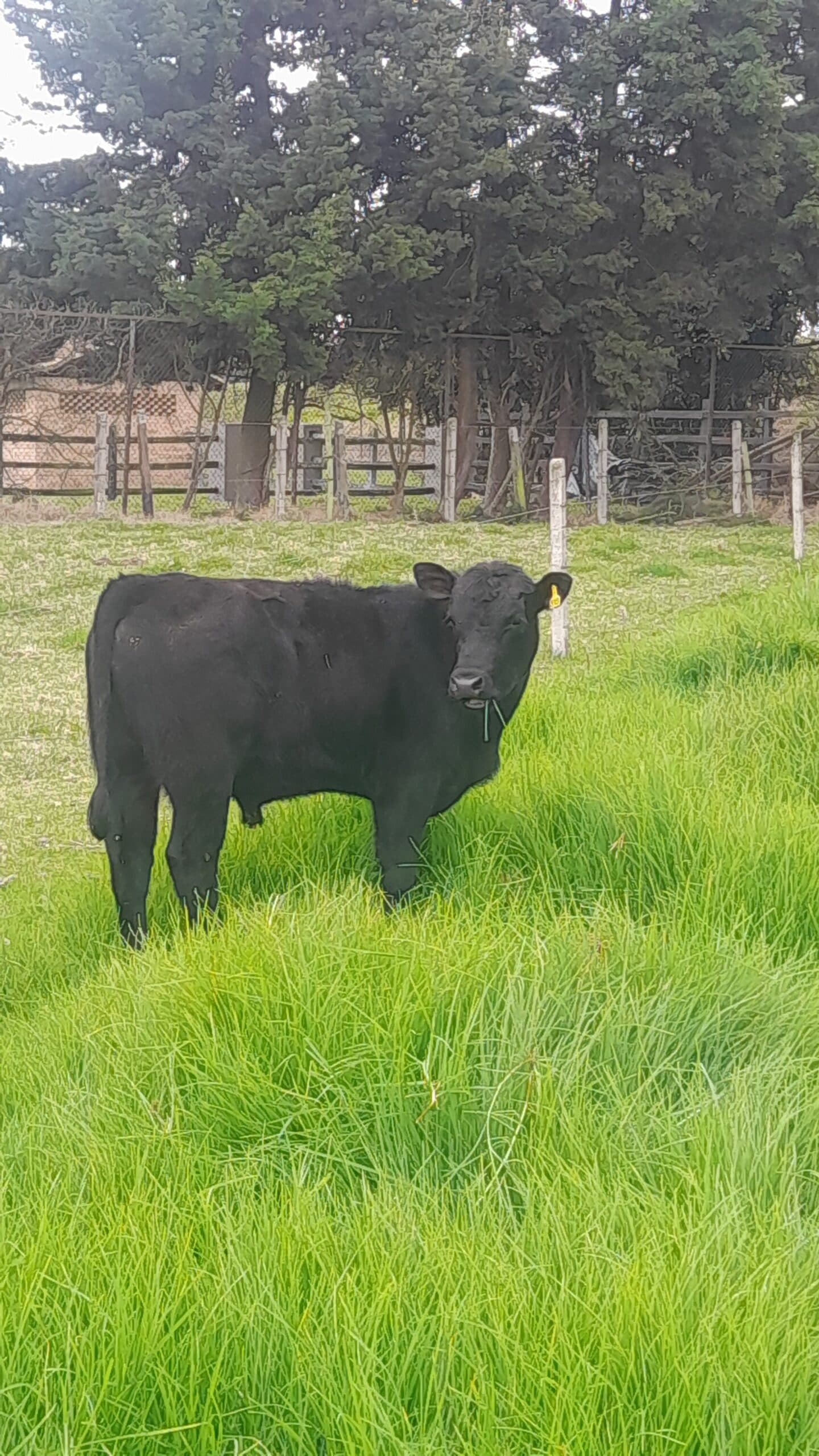 Venta Torete Angus — 1