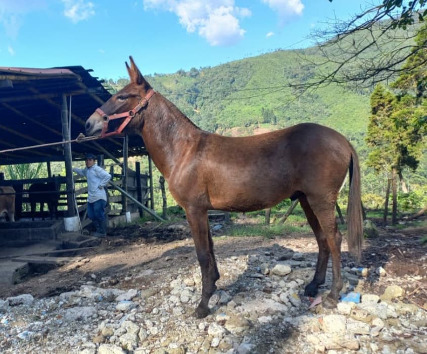 Venta de muleto