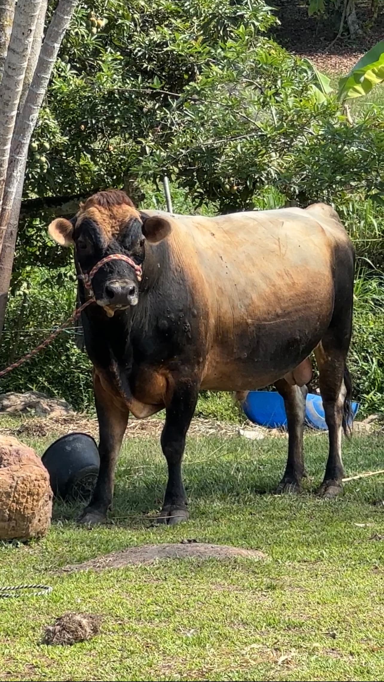 Toro jersey para reproducción de vacas lecheras — 1
