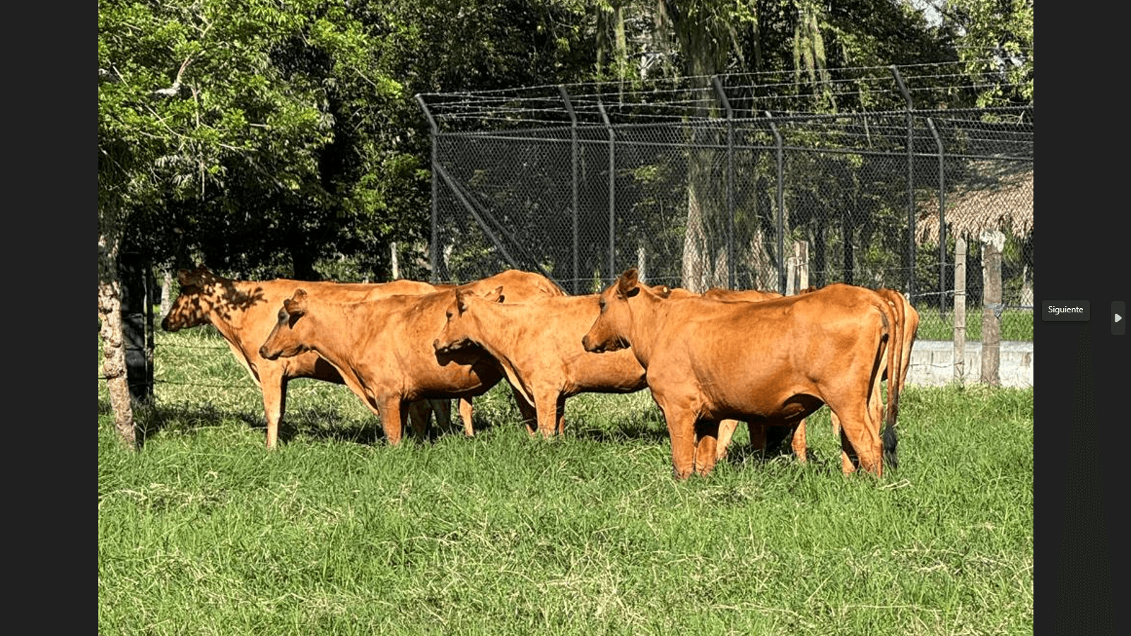 VENTA DE NOVILLAS, VACAS Y TORETES RAZA HARTON DEL VALLE — 1