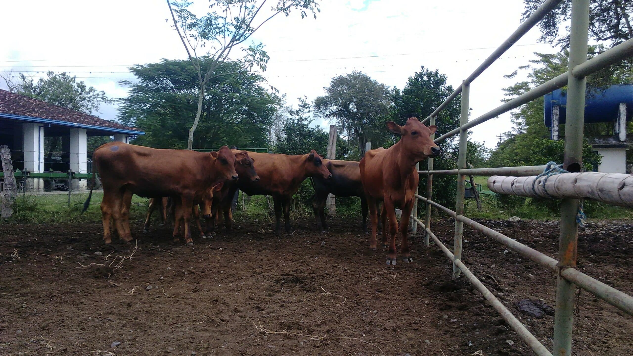 NOVILLAS Y VACAS HARTON DEL VALLE,LINEA PELAEZ