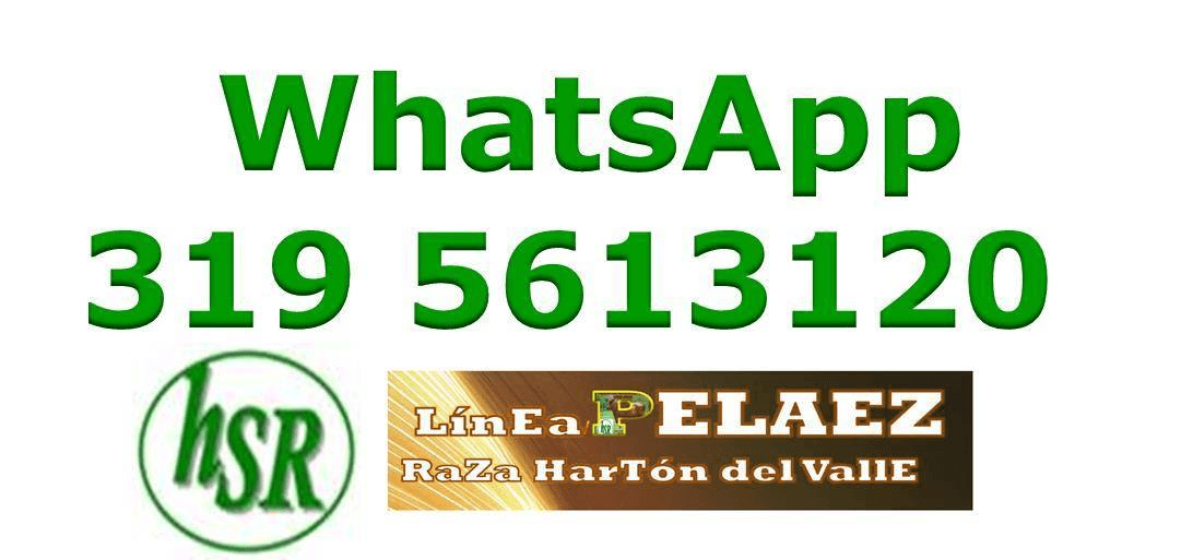 VENTA DE NOVILLAS, VACAS Y TORETES RAZA HARTON DEL VALLE — 1