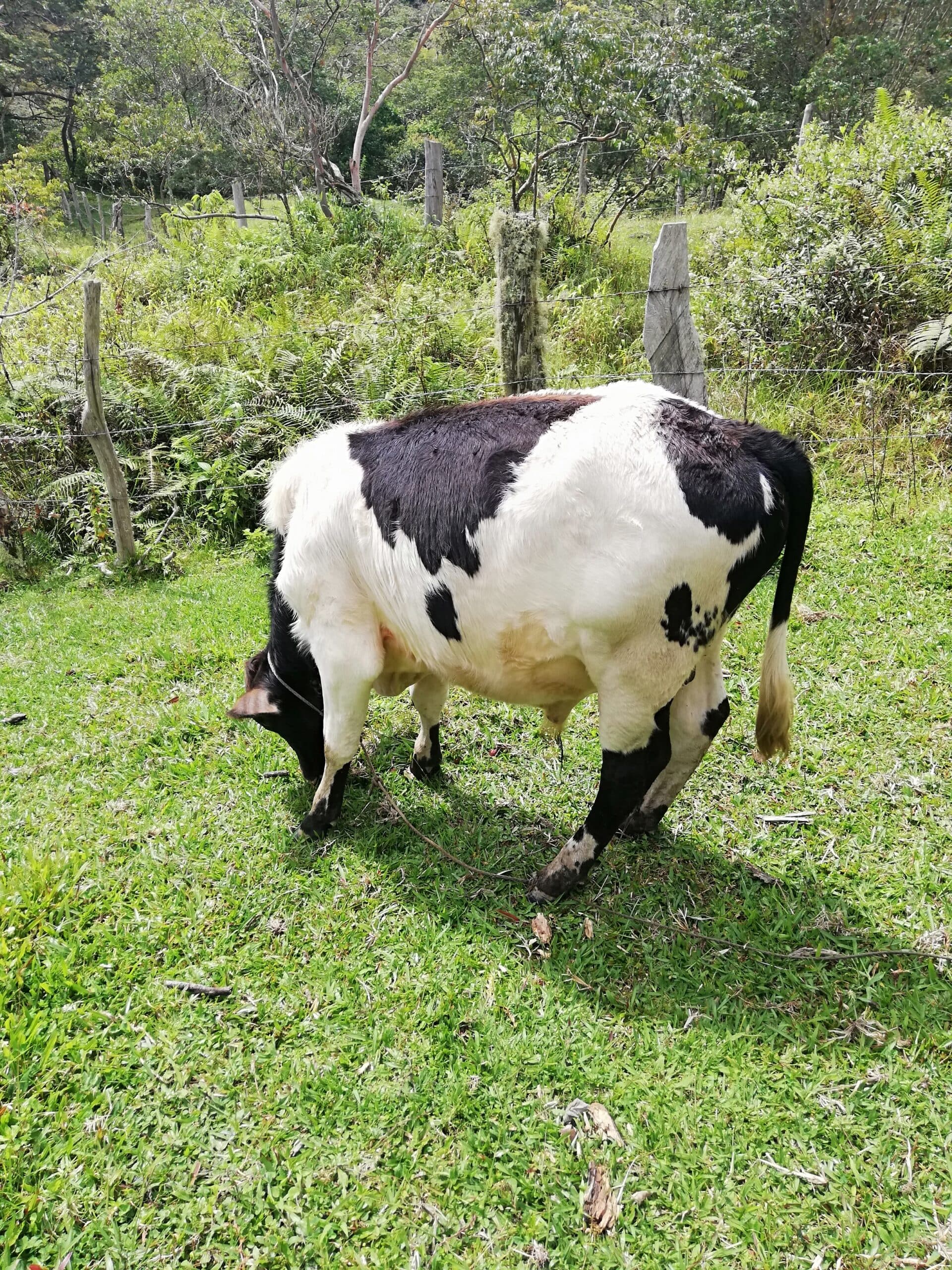 venta de ternero raza ayrshire y gyr — 1