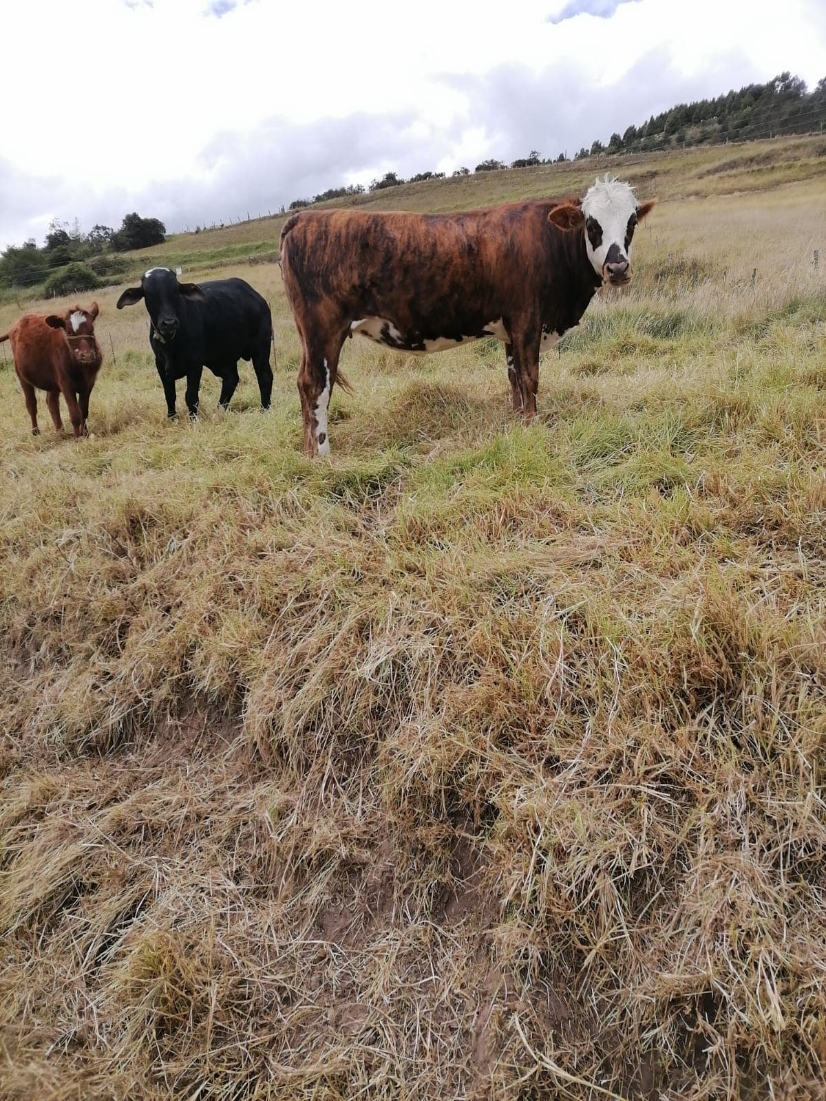 Venta de novilla Simmental F1 — 1