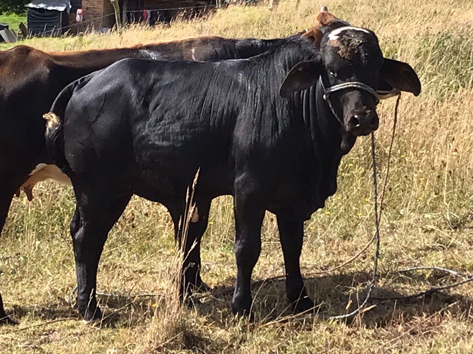 Venta de Torete Gyr — 1