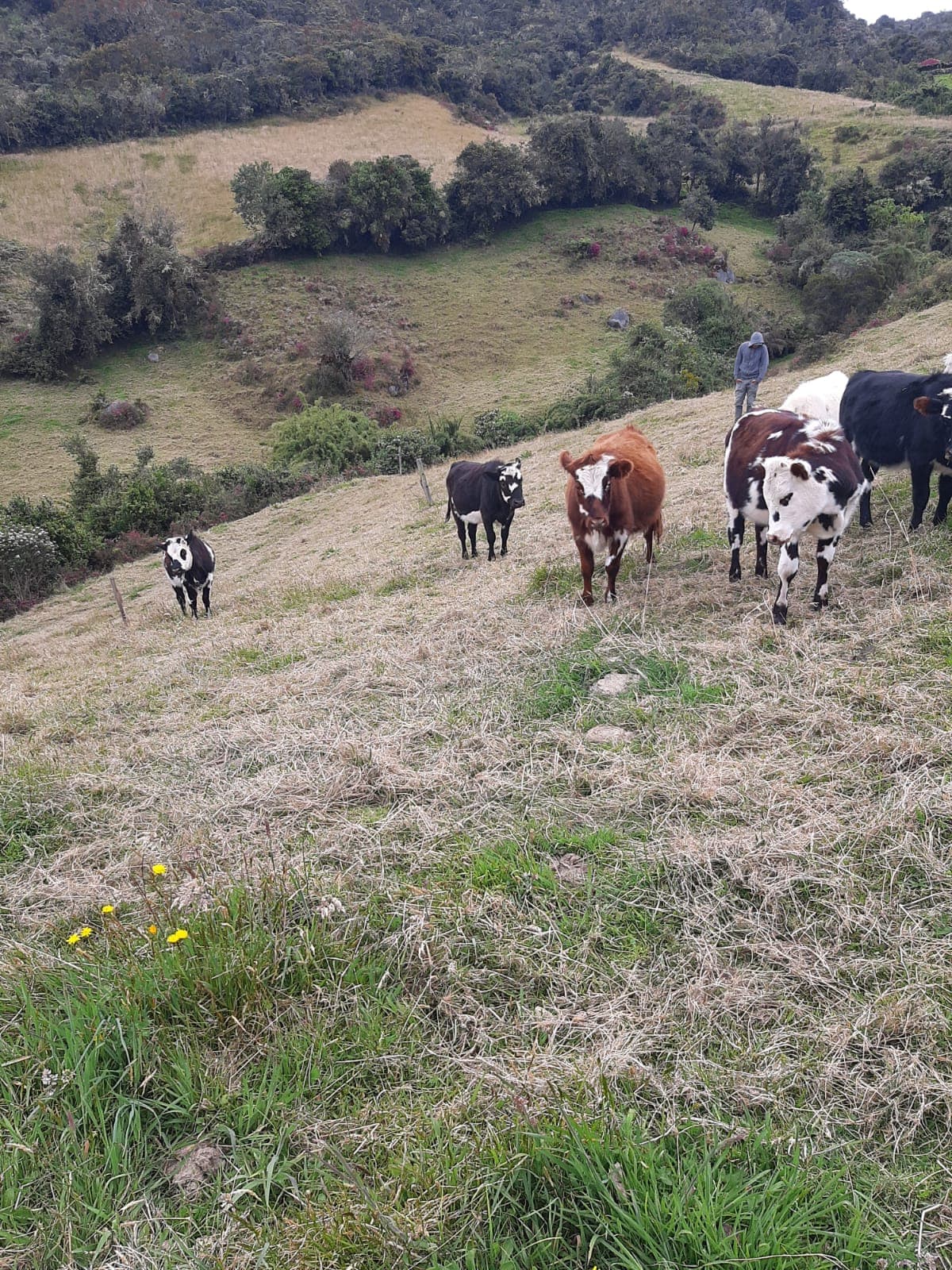 10 novillas de año y seis meses listas para cargar, (8 normandas, 2 jerhol), de 260 kg cada una. — 1