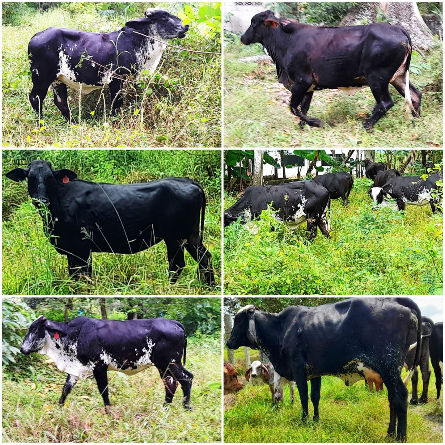 Venta de novillas tipo leche — 1