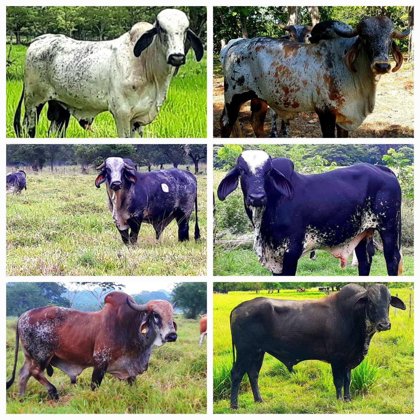 Venta de Toros y Toretes — 1