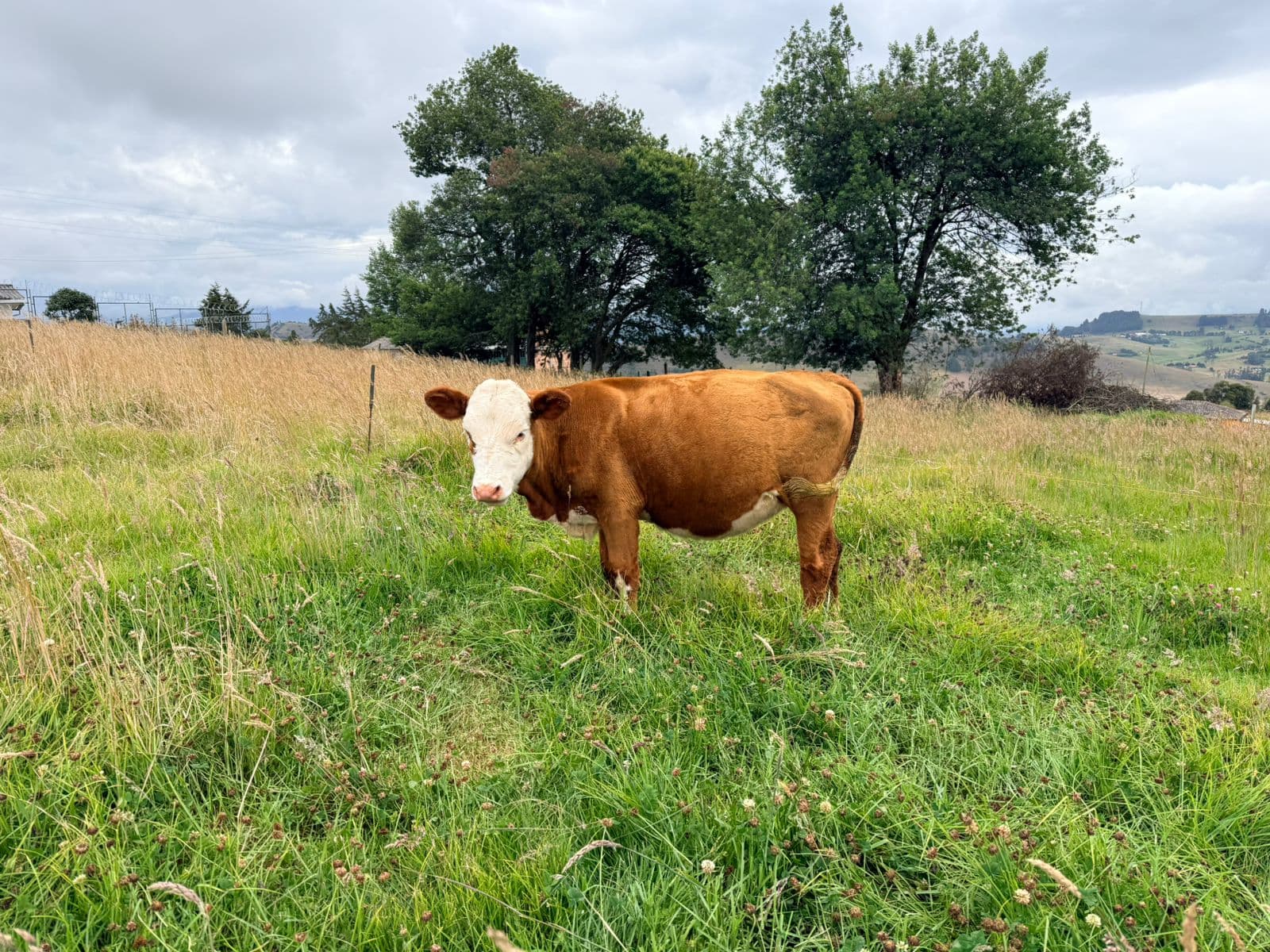 ganado simmental doble proposito con registro — 1