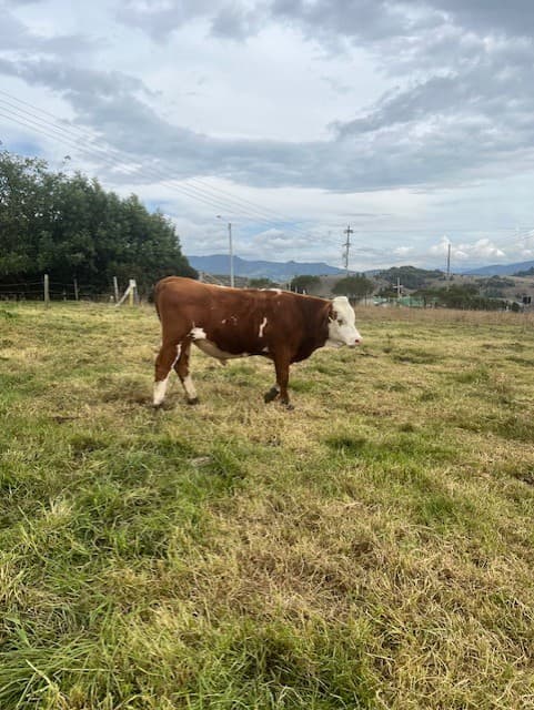 ganado simmental doble proposito con registro — 1