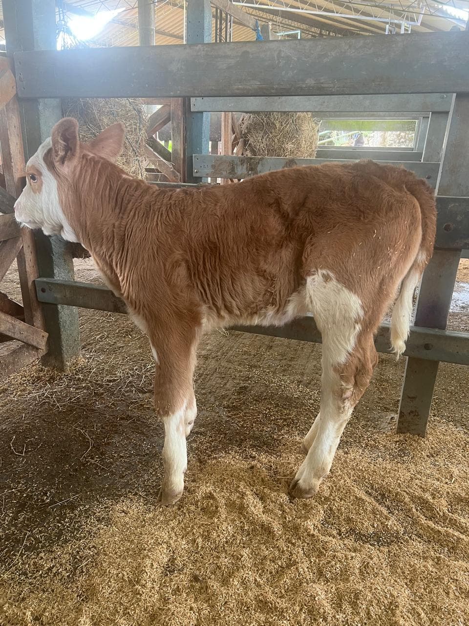 VENTA TERNERA SIMMENTAL CON REGISTRO — 1
