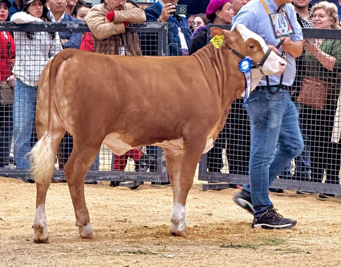 ganado simmental doble proposito con registro — 1