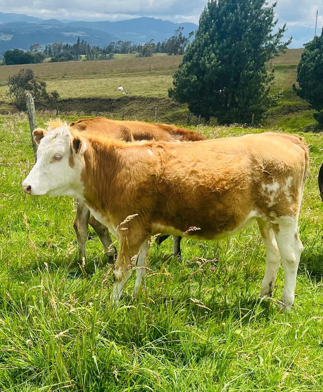 VENTA TERNERA SIMENTAL CON REGISTRO — 1