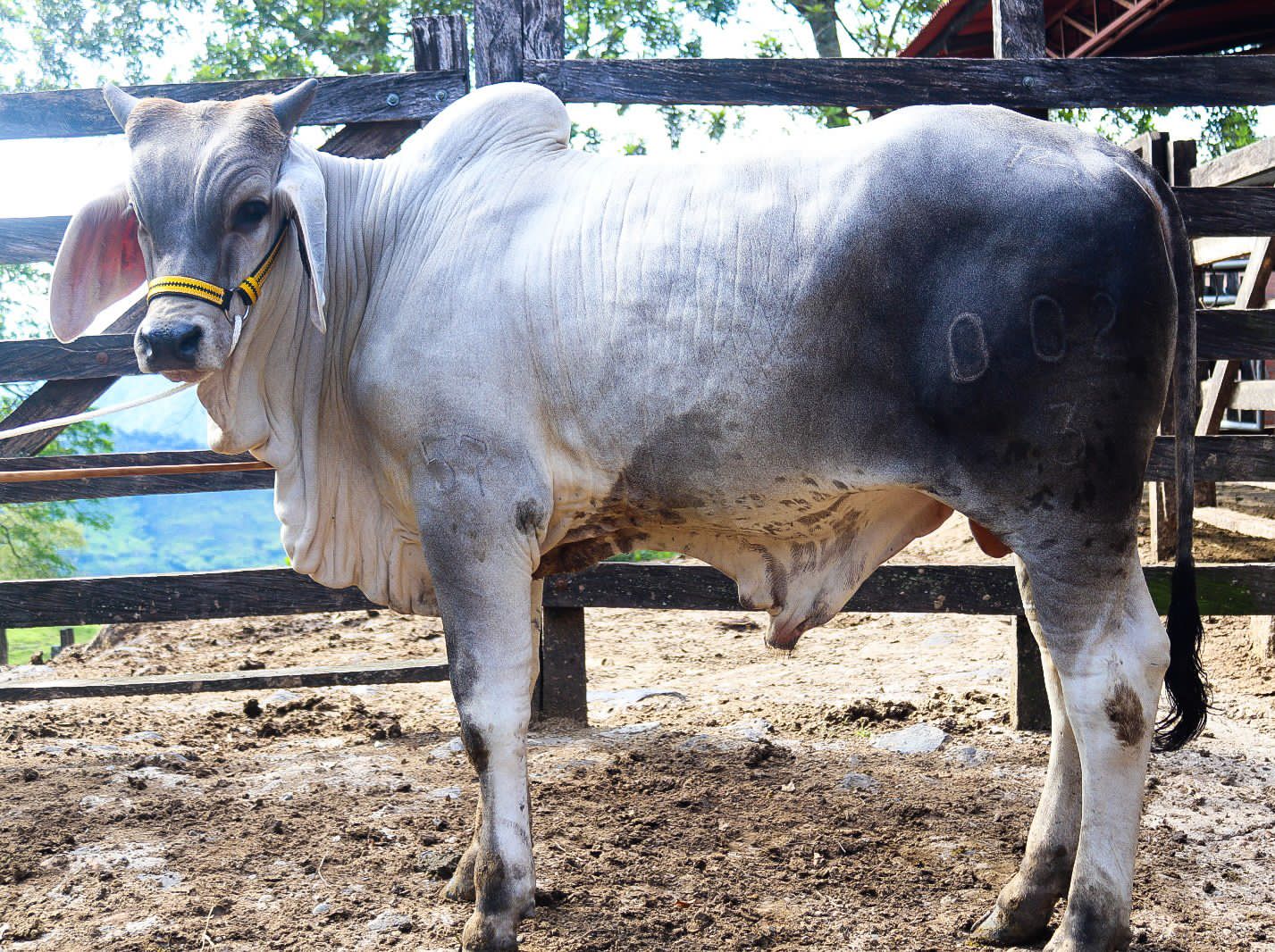 Venta de torete guzera — 1