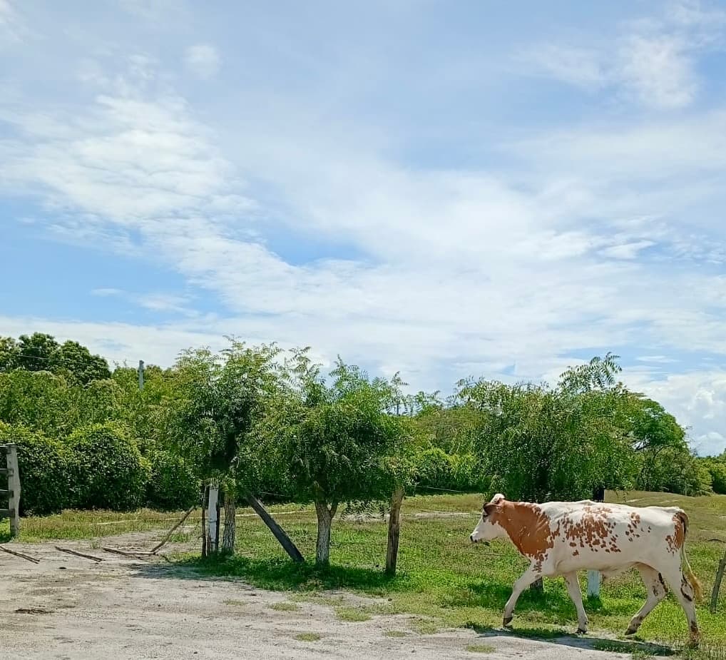 Excelente Lote 3 Novillos — 1