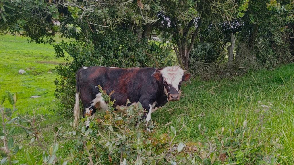 TORO MINI COW — 1