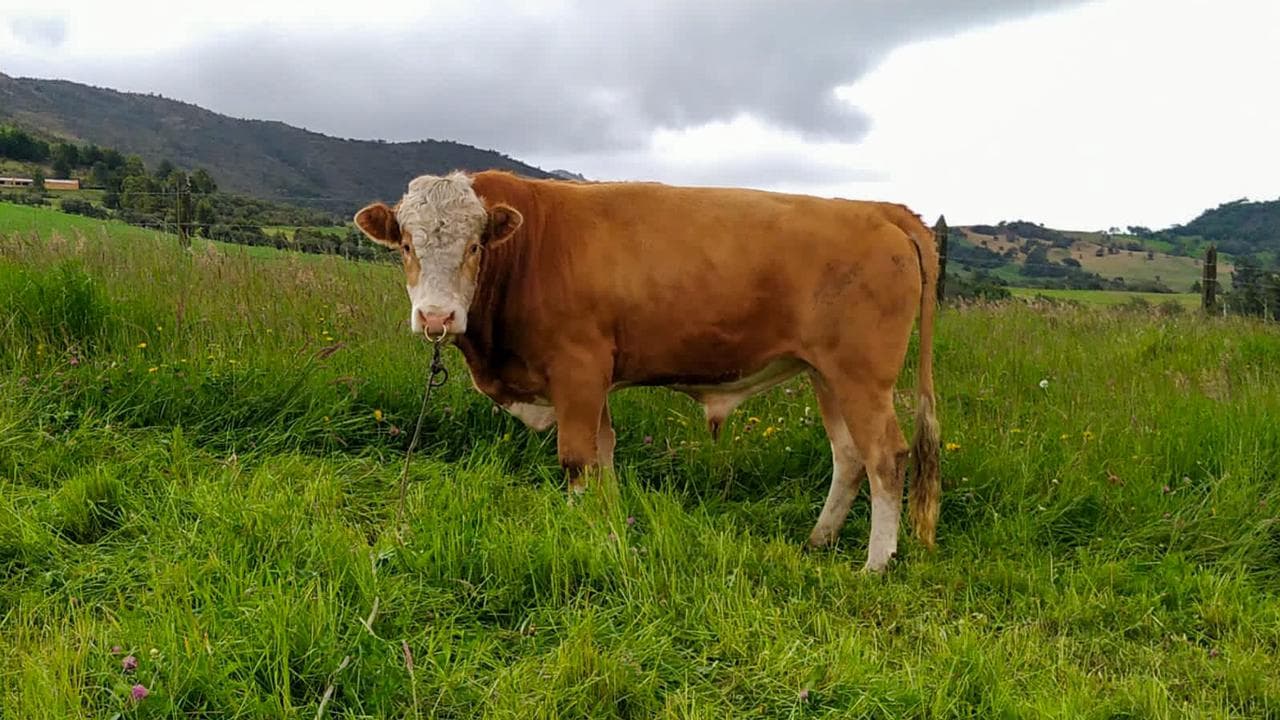 REPRODUCTOR SIMMENTAL — 1