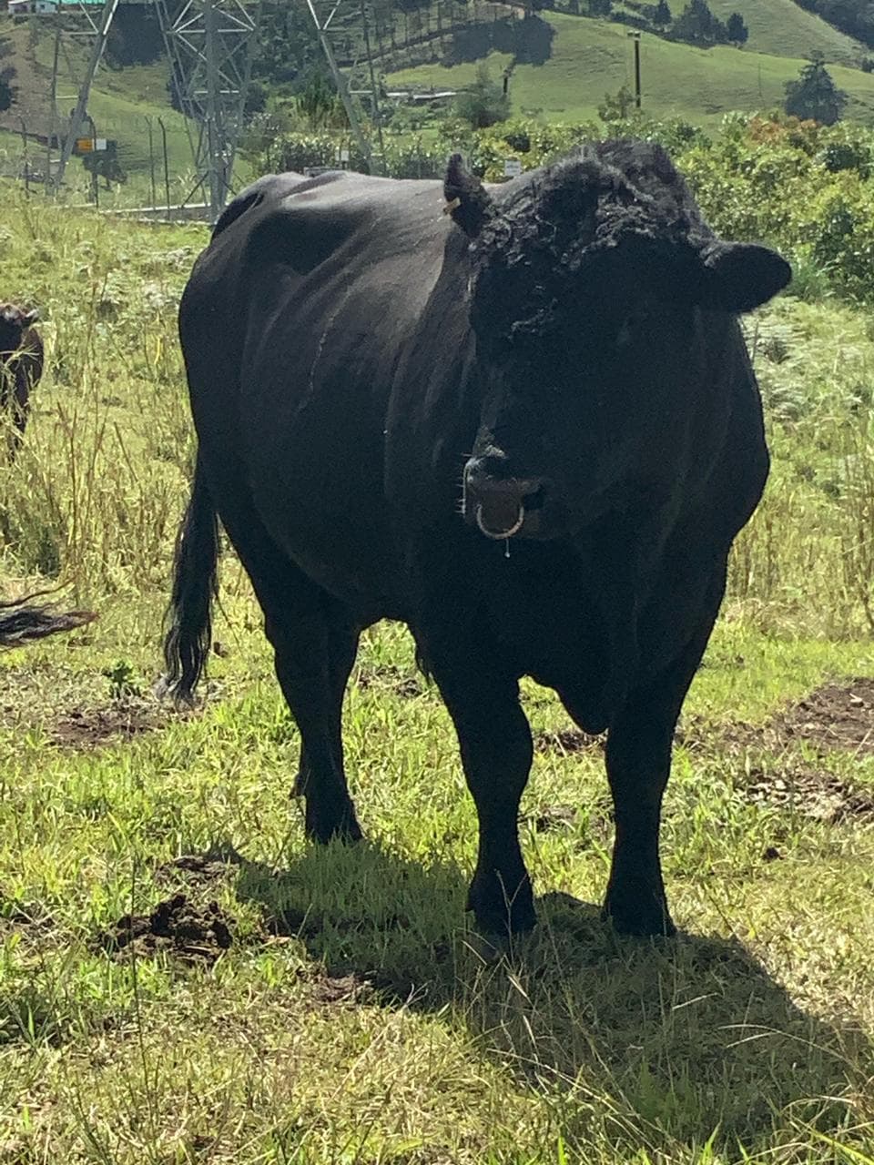 Toro 100% Angus “EMILIO”