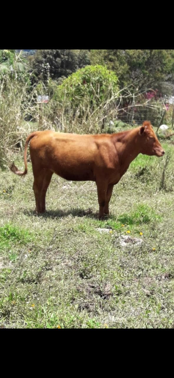 Hembra Angus x Holstein — 1