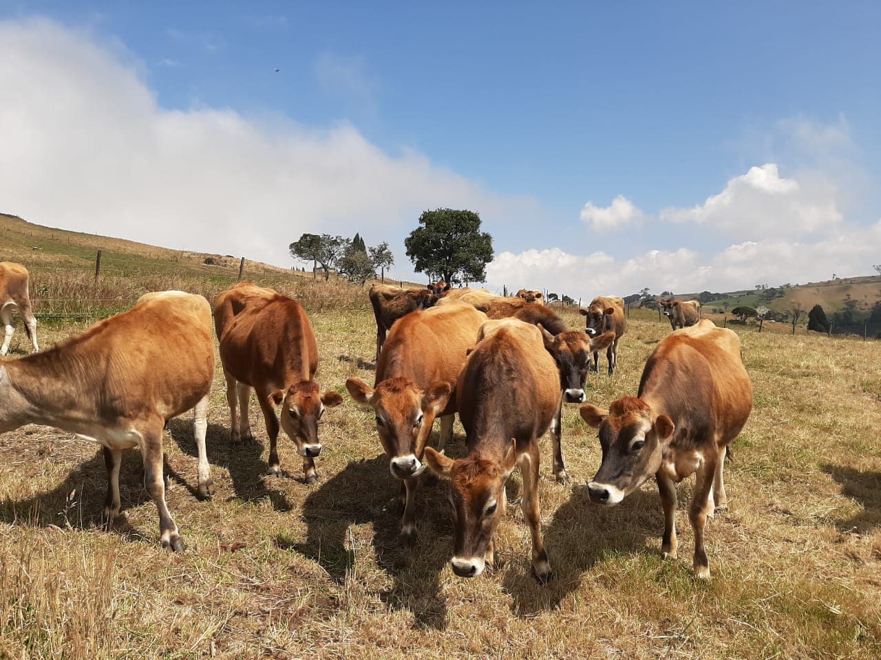 Venta de lote de 25 animales Jersey con registro — 1