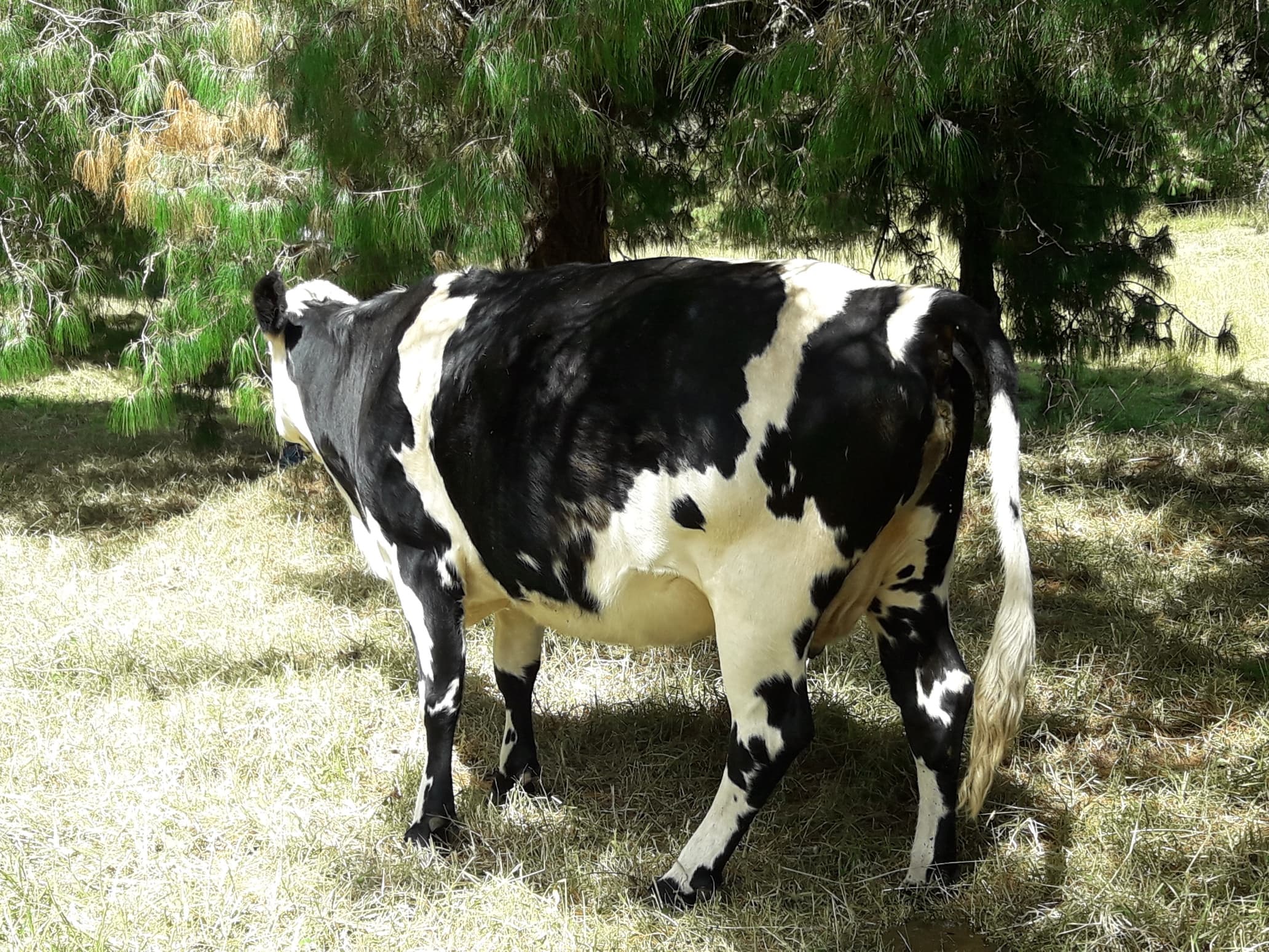 VACAS HOLSTEIN — 1