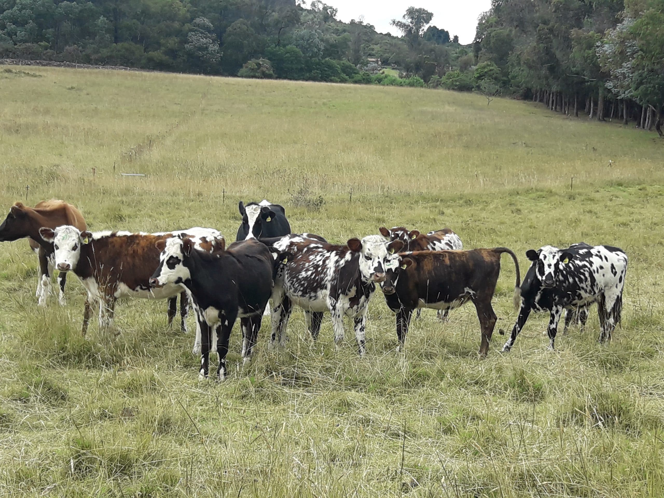 NOVILLAS NORMANDAS LOTE DE 9 — 1