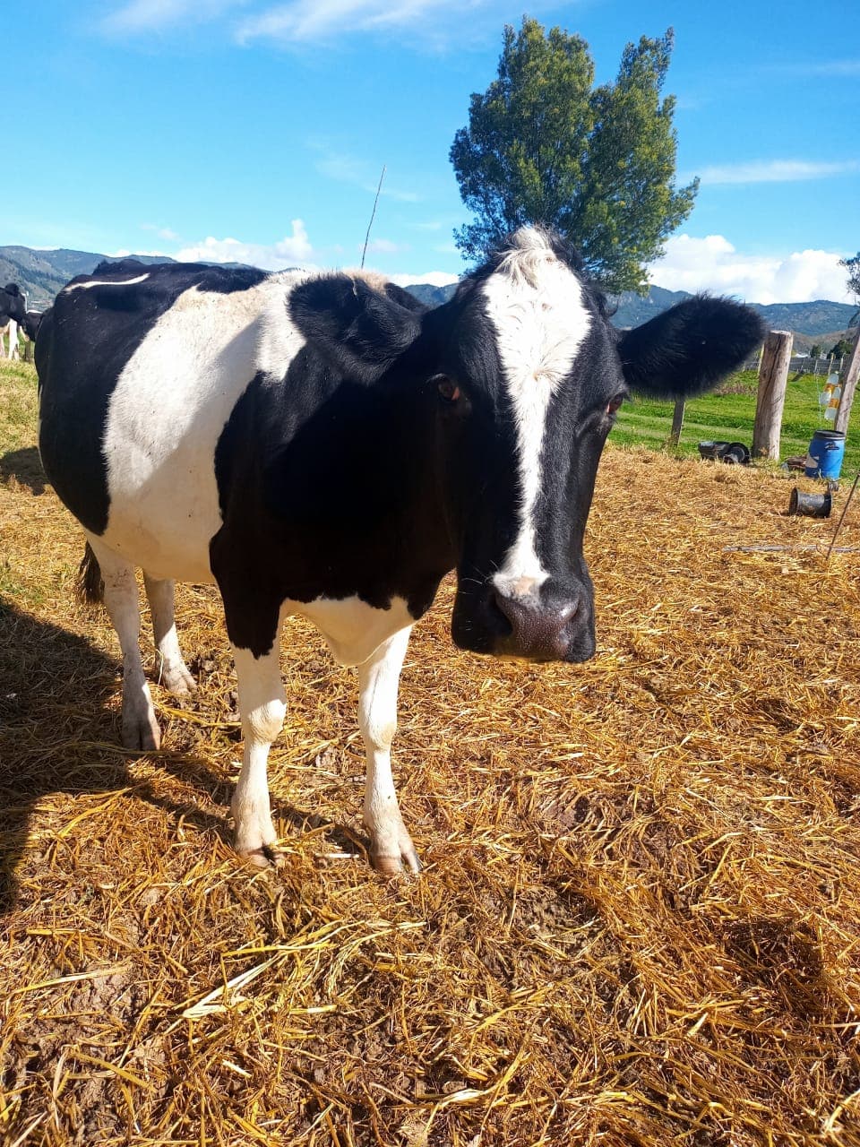 Venta de 4 vacas, 1 novilla, 5 terneras JERHOL — 1