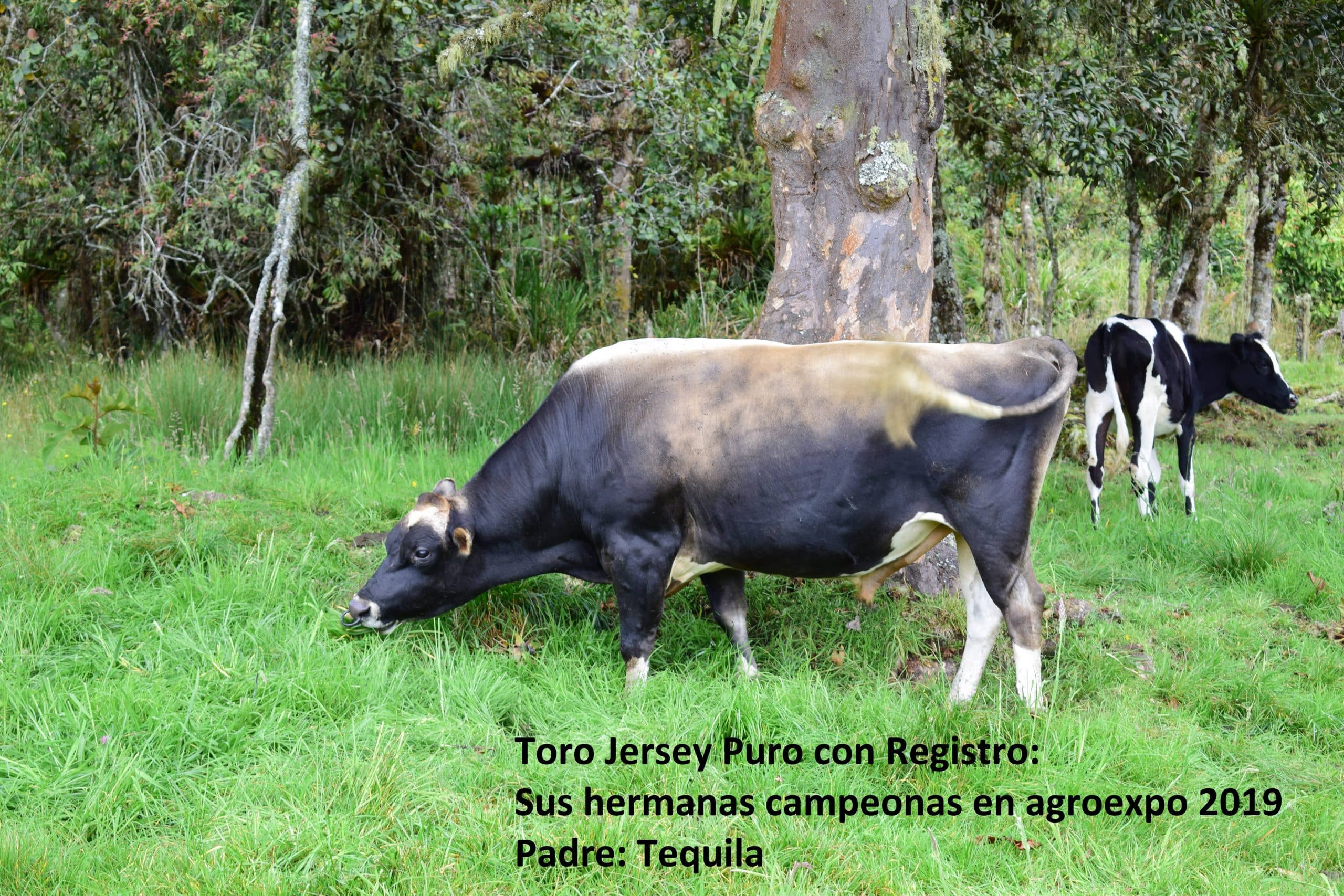 Toro Jersey con registro de Pureza Hijo de Tequila campeón Agroexpo — 1