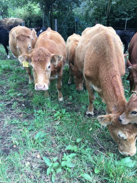 Vendo hembras Limousin — 1
