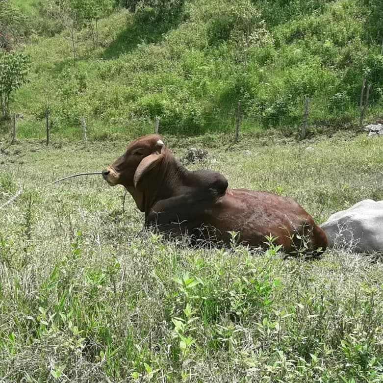 Vendo 8 machos de 350 kilos