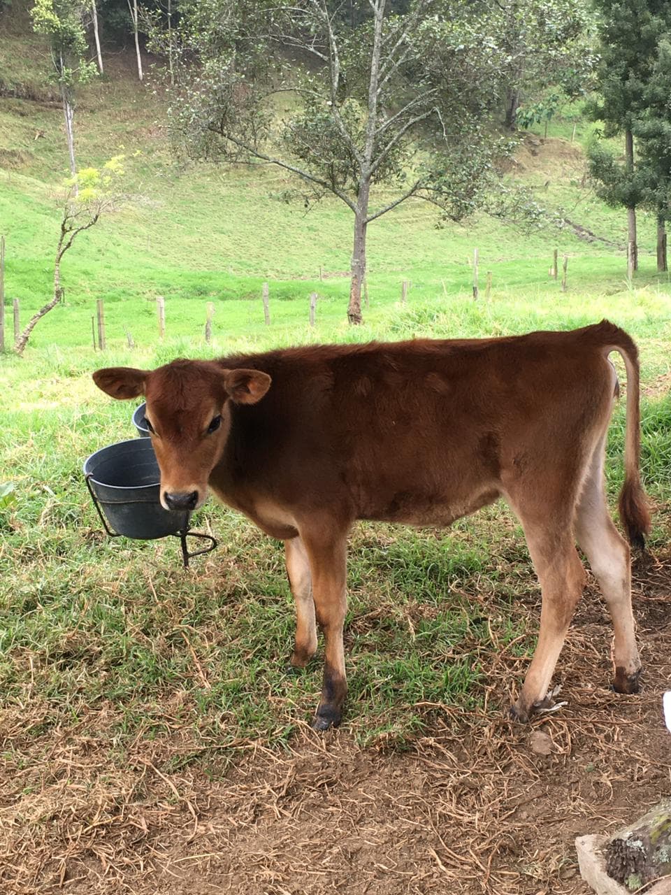 Ternera jersey desteta — 1