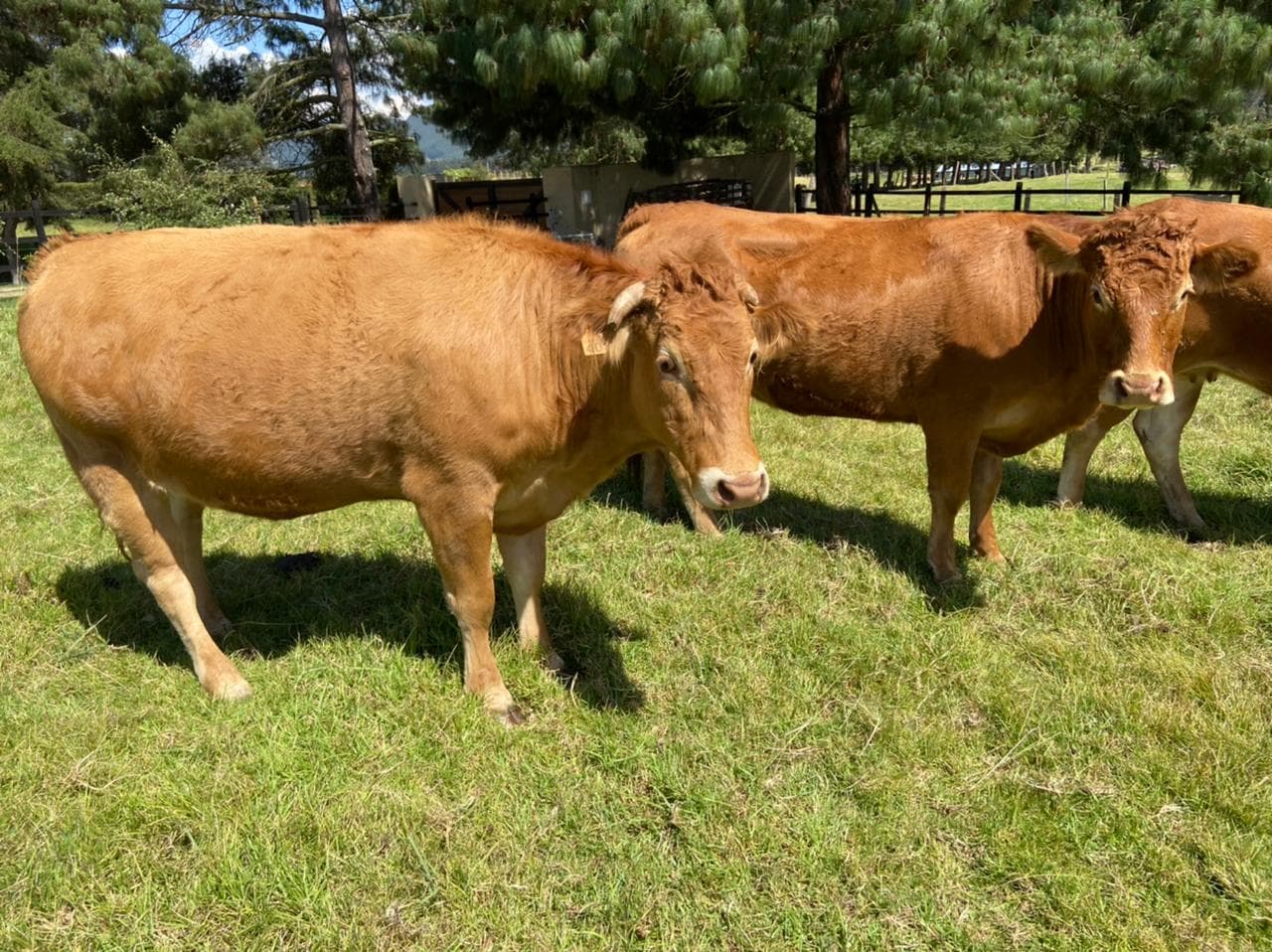 Venta de 5 vacas Limousin — 1