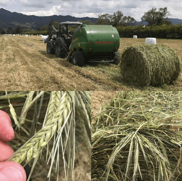 Henolaje de Kikuyo, Kikuyo + Ryegrass y Avena — 1
