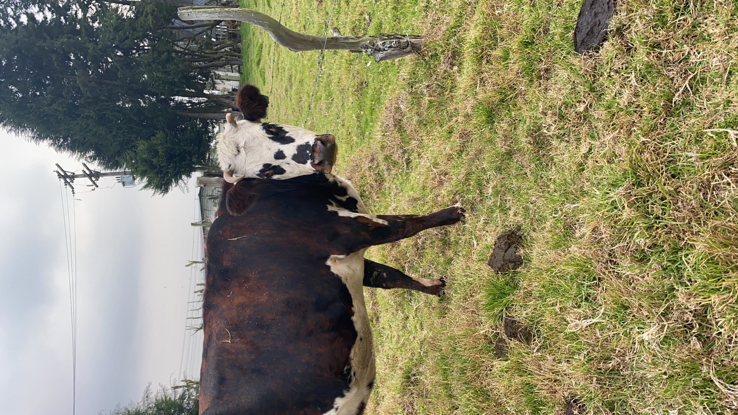Vendo Normanda, jersey y Pardo suiza a buen precio — 1