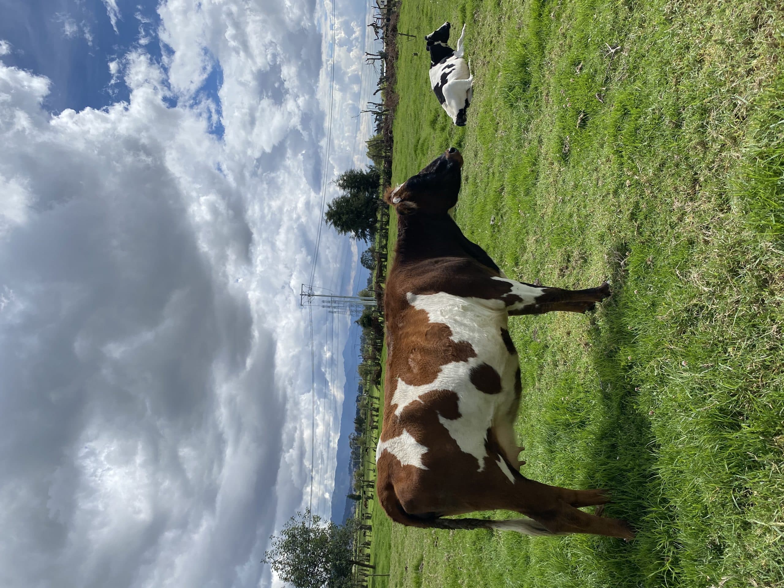 últimas novillas Holstein inseminadas de buen ejemplar