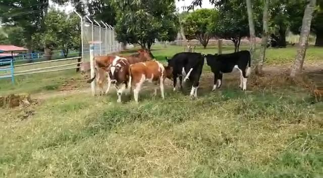 Venta constante de ganado