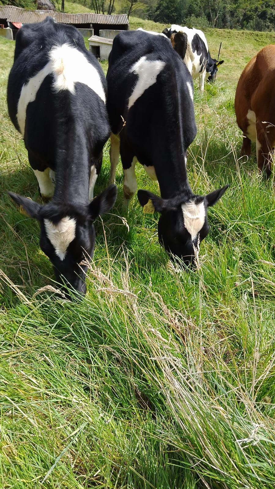 Venta de dos novillas Holstein