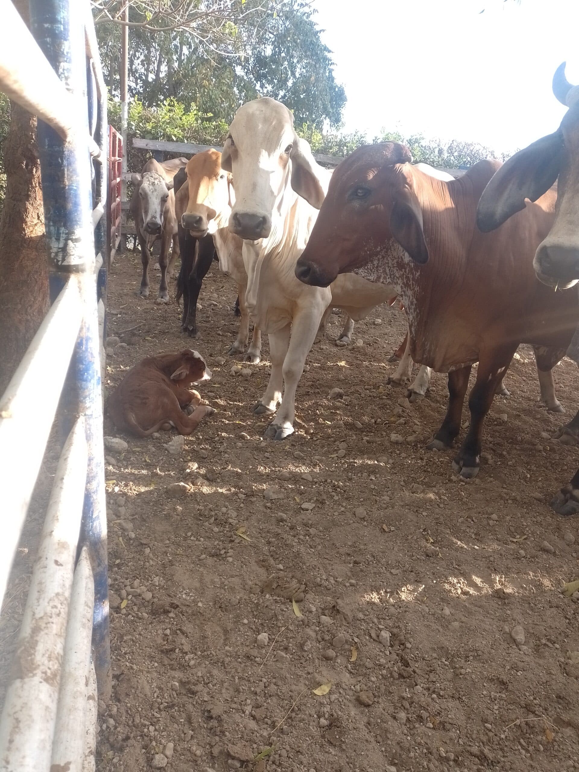 Vendo lotes de ganado