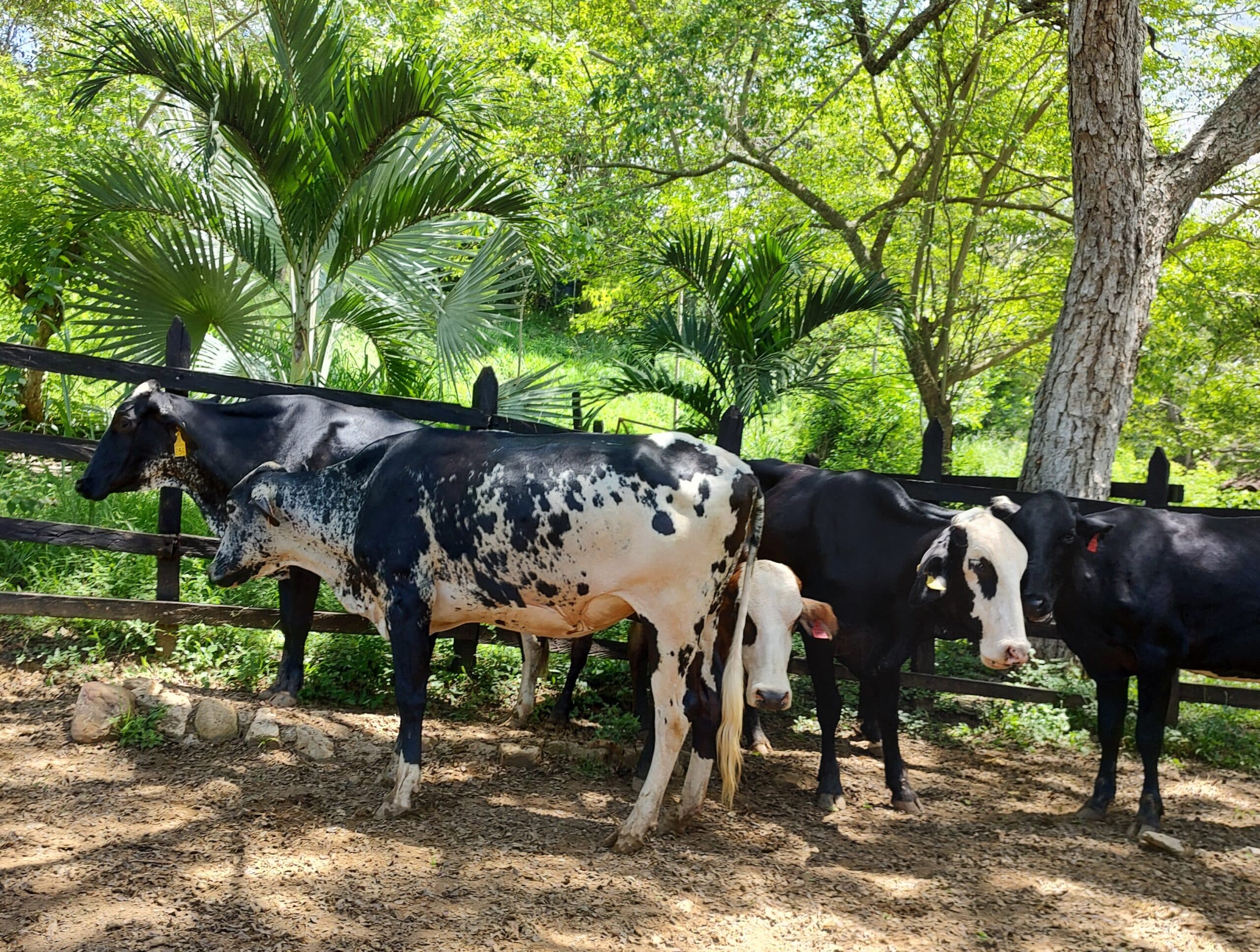 Novillas para leche en trópico bajo de alta genética