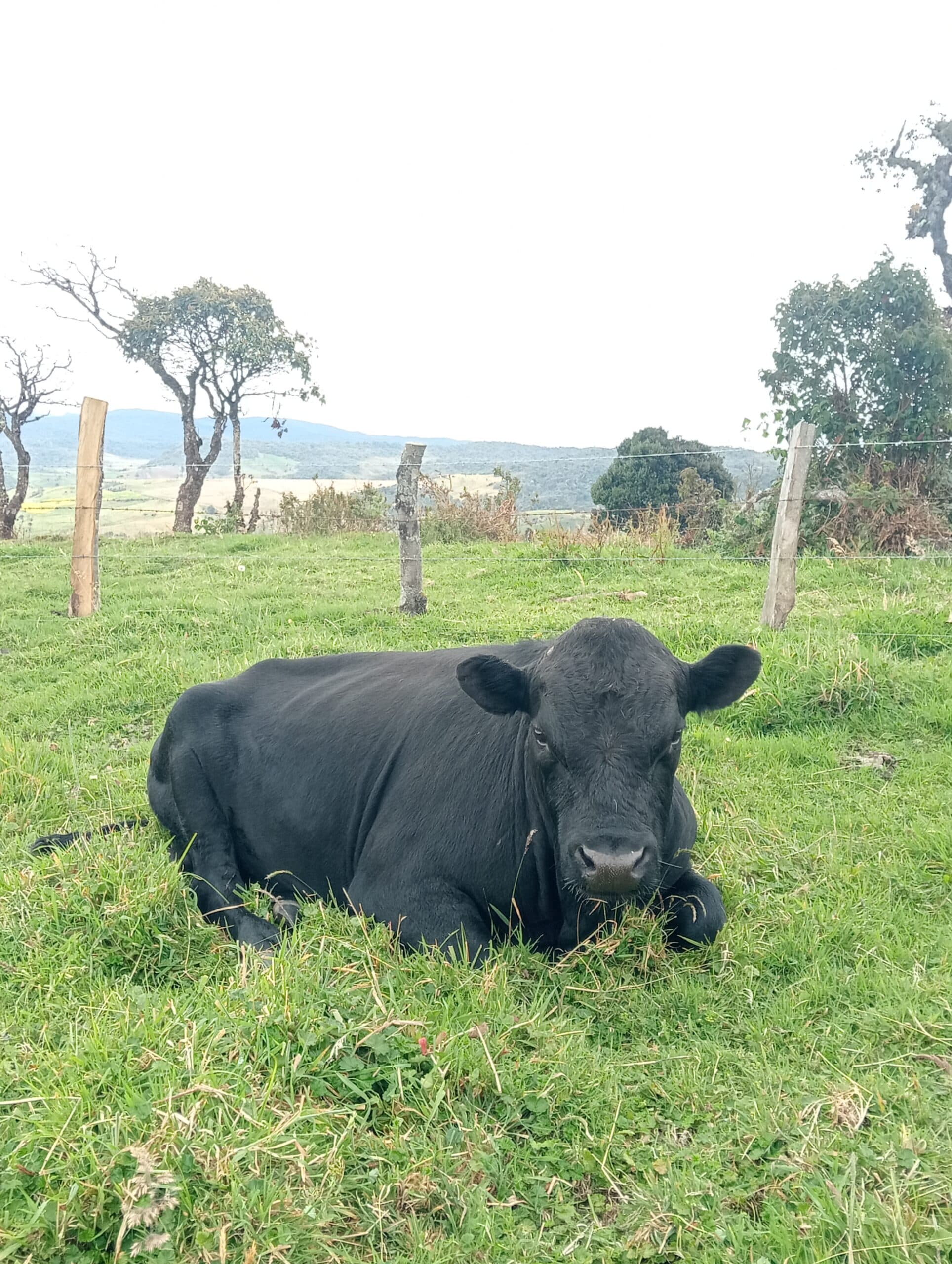 Toro A La Venta